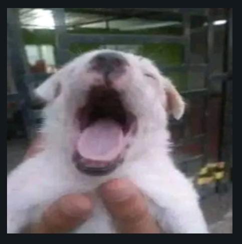Imagen de perrito